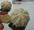 Нажмите на изображение для увеличения.

Название:	Astrophytum asteris cv snow supar (KABUTO White) 1600RUR 18,8EUR (1200+400).jpg
Просмотров:	285
Размер:	113.4 Кб
ID:	523589