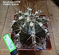 Нажмите на изображение для увеличения.

Название:	Astrophytum CAPOR 1700RUR 20,0EUR (1000+700).jpg
Просмотров:	273
Размер:	186.6 Кб
ID:	523593