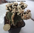 Нажмите на изображение для увеличения.

Название:	Astrophytum myriostigma cv.  Super Rokkotsu 1500RUR 17,6EUR (ТО) (200+1300).jpg
Просмотров:	266
Размер:	109.9 Кб
ID:	523596