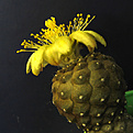 Нажмите на изображение для увеличения.

Название:	Copiapoa hypogaea  WM 148.jpg
Просмотров:	228
Размер:	213.8 Кб
ID:	525352