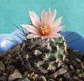 Нажмите на изображение для увеличения.

Название:	Turbinicarpus laui.jpg
Просмотров:	239
Размер:	292.3 Кб
ID:	525363