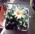 Obregonia  denegrii.jpg