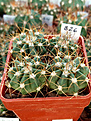 Нажмите на изображение для увеличения.

Название:	B26-Melocactus-bahiensis-HU388.jpg
Просмотров:	780
Размер:	315.6 Кб
ID:	526338