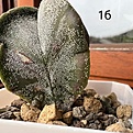 Нажмите на изображение для увеличения.

Название:	Astrophytum_myriostigma4.jpg
Просмотров:	411
Размер:	343.4 Кб
ID:	527644