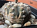 Нажмите на изображение для увеличения.

Название:	Gymnocalycium_ragonesii2.jpg
Просмотров:	406
Размер:	245.5 Кб
ID:	527646