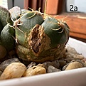 Нажмите на изображение для увеличения.

Название:	Gymnocalycium_denudatum1.jpg
Просмотров:	355
Размер:	233.5 Кб
ID:	527650