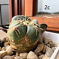 Нажмите на изображение для увеличения.

Название:	Gymnocalycium_denudatum3.jpg
Просмотров:	358
Размер:	241.1 Кб
ID:	527651