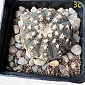 Нажмите на изображение для увеличения.

Название:	Gymnocalycium_ragonesii3.jpg
Просмотров:	360
Размер:	359.3 Кб
ID:	527654