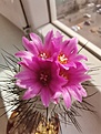 Нажмите на изображение для увеличения.

Название:	IMG_20241004_115043.jpg
Просмотров:	958
Размер:	171.9 Кб
ID:	533294