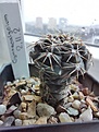 Нажмите на изображение для увеличения.

Название:	Gymnocalycium_2.11.2.jpg
Просмотров:	187
Размер:	179.2 Кб
ID:	534446