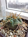 Нажмите на изображение для увеличения.

Название:	Gymnocalycium_2.87.1_cardenasianum.jpg
Просмотров:	186
Размер:	161.6 Кб
ID:	534447