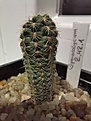 Нажмите на изображение для увеличения.

Название:	Gymnocalycium_2.42.1_bruchii_carolinense_gertii.jpg
Просмотров:	188
Размер:	170.9 Кб
ID:	534448