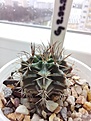 Нажмите на изображение для увеличения.

Название:	Gymnocalycium_2.99.2_friedrichii.jpg
Просмотров:	307
Размер:	169.5 Кб
ID:	534449