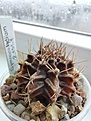 Нажмите на изображение для увеличения.

Название:	Gymnocalycium_2.131.1_stenopleurum.jpg
Просмотров:	189
Размер:	159.1 Кб
ID:	534450