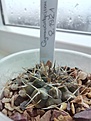 Нажмите на изображение для увеличения.

Название:	Gymnocalycium_2.192.1_mazanense.jpg
Просмотров:	307
Размер:	157.9 Кб
ID:	534452