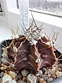 Нажмите на изображение для увеличения.

Название:	Gymnocalycium_2.227.0.jpg
Просмотров:	302
Размер:	185.0 Кб
ID:	534453