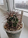 Нажмите на изображение для увеличения.

Название:	Gymnocalycium_2.201.2.jpg
Просмотров:	181
Размер:	146.2 Кб
ID:	534454