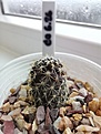 Нажмите на изображение для увеличения.

Название:	Copiapoa_6.26_humilis_tigrillensis.jpg
Просмотров:	316
Размер:	169.3 Кб
ID:	534457