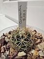 Нажмите на изображение для увеличения.

Название:	Coryphantha_9.12.1_echinus_radians_sulcata.jpg
Просмотров:	306
Размер:	173.4 Кб
ID:	534460
