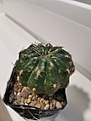 Нажмите на изображение для увеличения.

Название:	Echinopsis_00.jpg
Просмотров:	108
Размер:	108.0 Кб
ID:	534773