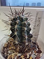 Нажмите на изображение для увеличения.

Название:	Echinocereus_3.24.jpg
Просмотров:	131
Размер:	174.4 Кб
ID:	535589