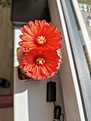 Нажмите на изображение для увеличения.

Название:	IMG_20250509_112053.jpg
Просмотров:	160
Размер:	114.4 Кб
ID:	537708