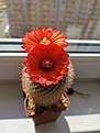Нажмите на изображение для увеличения.

Название:	IMG_20250509_112036.jpg
Просмотров:	160
Размер:	116.2 Кб
ID:	537710