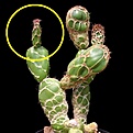 Нажмите на изображение для увеличения.

Название:	opuntia55555.jpg
Просмотров:	0
Размер:	75.5 Кб
ID:	544004