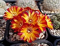 Sulcorebutia vanbaelii KK-1213