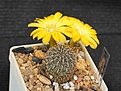 Sulcorebutia elizabethae RH1954a