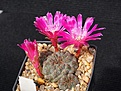 Sulcorebutia callichroma G105