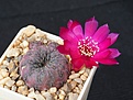 Sulcorebutia rauschii PHA0261