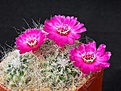 Sulcorebutia  hertusii ssp. aureicapillata aff. VS0339a