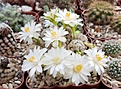 Mammillaria theresae v. albiflora