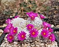 Mammillaria humboldtii 12 years