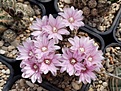 Gymnocalycium bruchii