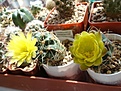 Gymnocalycium andreae