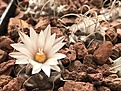 T. macrochele