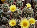 Notocactus submammulosus