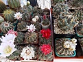 Gymnocalycium group