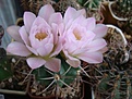 Gymnocalycium monvillei ssp achirasense