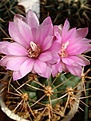 Gymnocalycium neuhuberii