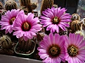 Echinocereus reichenbachii