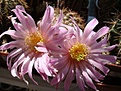 Echinocereus pulchellus ssp weinbergii