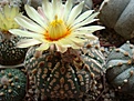 Astrophytum asterias