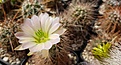 Echinocereus coccineus