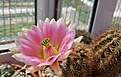 Echinocereus dasyacanthus