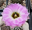 Echinocereus reichenbachii SB-941