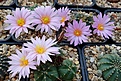 Echinocereus knippelianus