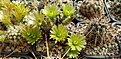 Echinocereus chloranthus Jarilla